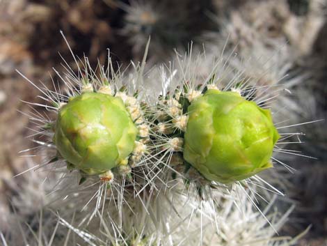 Blue Diamond Cholla (Cylindropuntia multigeniculata)