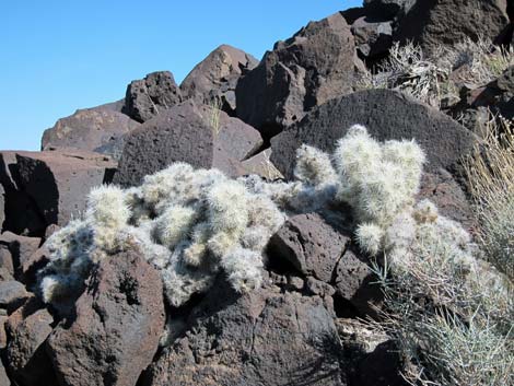 Blue Diamond Cholla (Cylindropuntia multigeniculata)