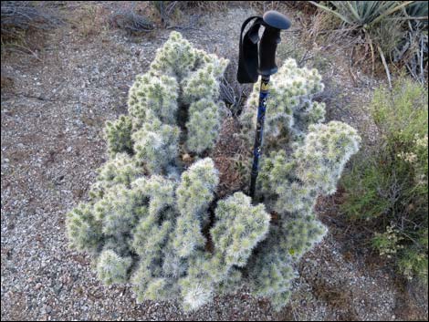 Blue Diamond Cholla (Cylindropuntia multigeniculata)