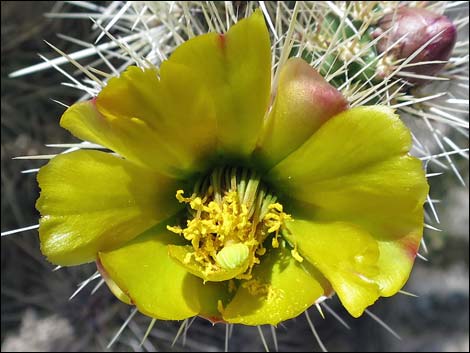 Blue Diamond Cholla (Cylindropuntia multigeniculata)