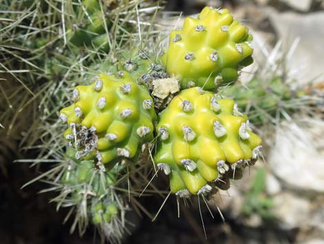 Blue Diamond Cholla (Cylindropuntia multigeniculata)