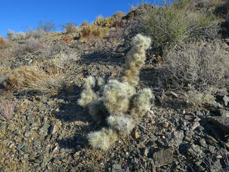 Blue Diamond Cholla (Cylindropuntia multigeniculata)