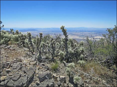 Blue Diamond Cholla (Cylindropuntia multigeniculata)