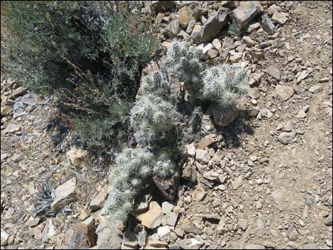 Blue Diamond Cholla (Cylindropuntia multigeniculata)