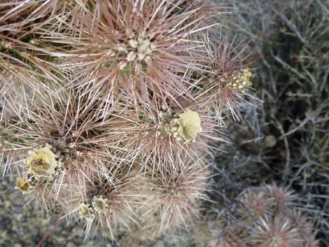 Blue Diamond Cholla (Cylindropuntia multigeniculata)