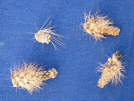 Pencil Cholla (Cylindropuntia ramosissima)