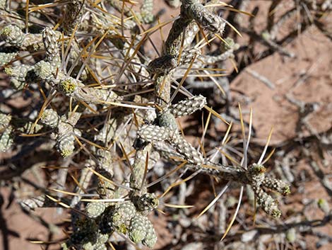 Pencil Cholla (Cylindropuntia ramosissima)