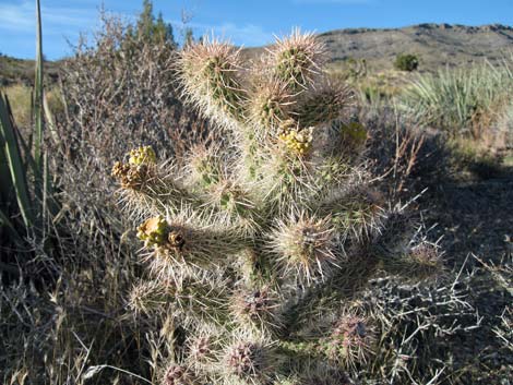 Whipple Cholla (Cylindropuntia whipplei)