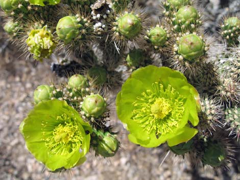 Whipple Cholla (Cylindropuntia whipplei)