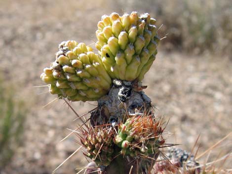 Whipple Cholla (Cylindropuntia whipplei)