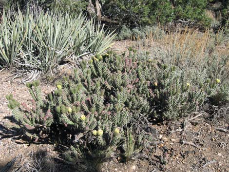 Whipple Cholla (Cylindropuntia whipplei)