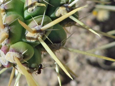 Whipple Cholla (Cylindropuntia whipplei)