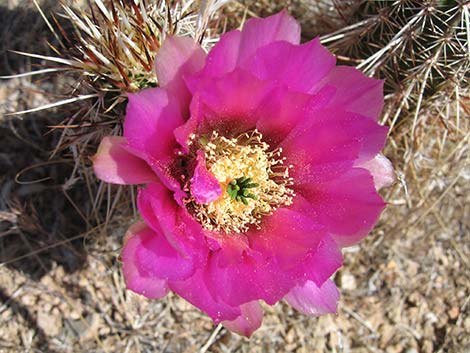 Engelmann's Hedgehog Cactus (Echinocereus engelmannii)