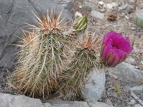 Strawberry Hedgehog Cactus (Echinocereus engelmannii)