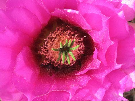 Engelmann's Hedgehog Cactus (Echinocereus engelmannii)