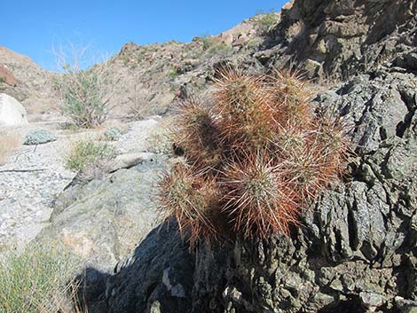 Engelmann's Hedgehog Cactus (Echinocereus engelmannii)