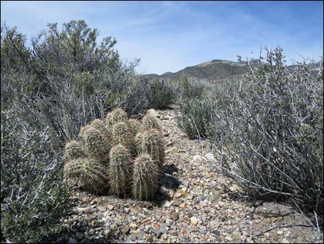 Strawberry Hedgehog Cactus (Echinocereus engelmannii)