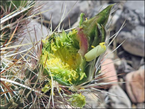 Engelmann's Hedgehog Cactus (Echinocereus engelmannii)