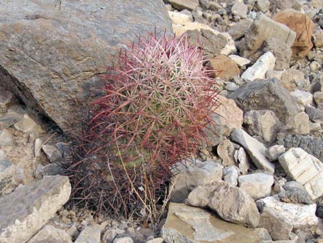 Johnson's Fishhook Cactus (Echinomastus johnsonii)