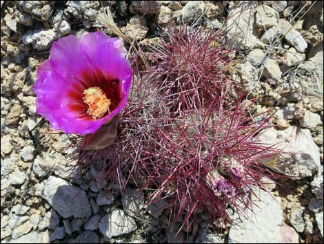 Johnson's Fishhook Cactus (Echinomastus johnsonii)