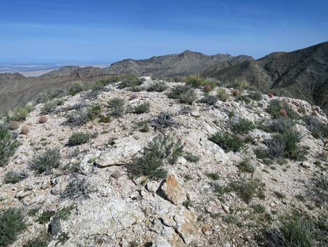 Johnson's Fishhook Cactus (Echinomastus johnsonii)