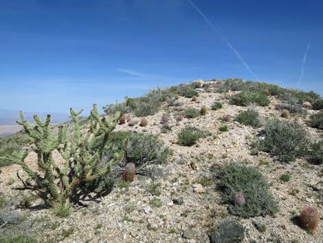 Johnson's Fishhook Cactus (Echinomastus johnsonii)