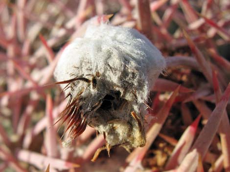 Cottontop Cactus (Echinocactus polycephalus)