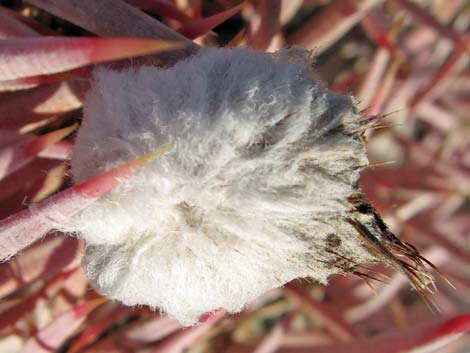 Cottontop Cactus (Echinocactus polycephalus)