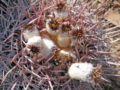 Cottontop Cactus (Echinocactus polycephalus)