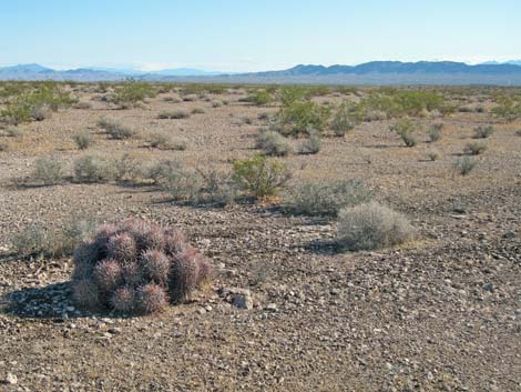 Cottontop Cactus (Echinocactus polycephalus)