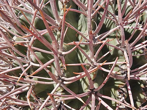 Cottontop Cactus (Echinocactus polycephalus)