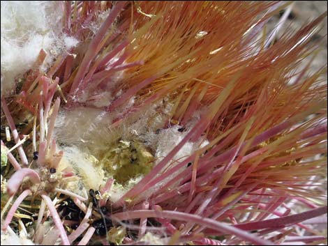 Cottontop Cactus (Echinocactus polycephalus)