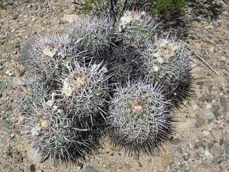 Cottontop Cactus (Echinocactus polycephalus)