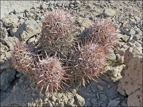 Cottontop Cactus (Echinocactus polycephalus)