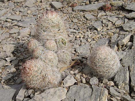 Desert Spinystar (Escobaria vivipara var. deserti)