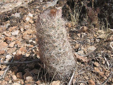 Desert Spinystar (Escobaria vivipara var. deserti)