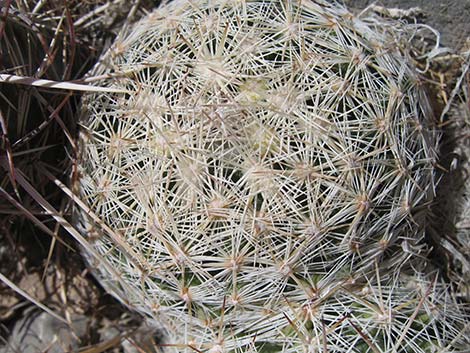 Spinystar (Escobaria vivipara var. rosea)