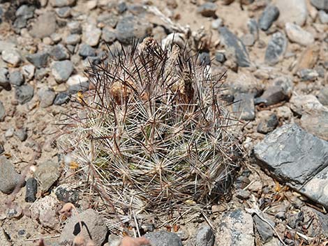 Spinystar (Escobaria vivipara var. rosea)