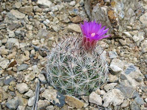 Spinystar (Escobaria vivipara var. rosea)