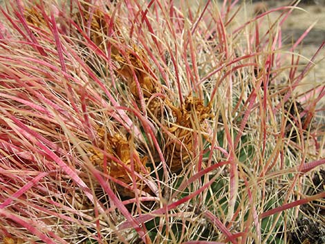 California Barrel Cactus (Ferocactus cylindraceus)