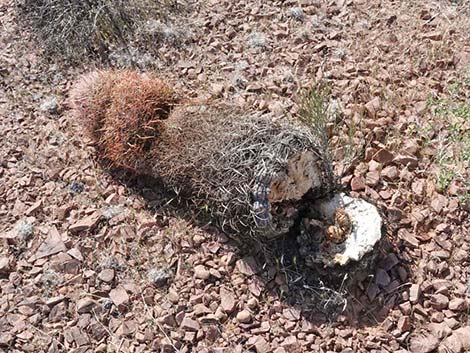 California Barrel Cactus (Ferocactus cylindraceus)