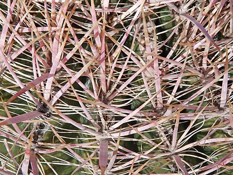 California Barrel Cactus (Ferocactus cylindraceus)