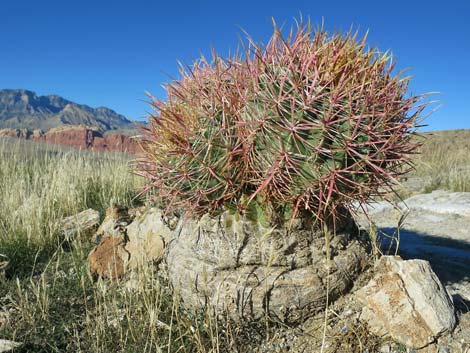 California barrel cactus (Ferocactus cylindraceus)