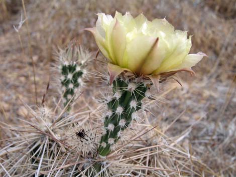 Matted Cholla (Opuntia parishii)