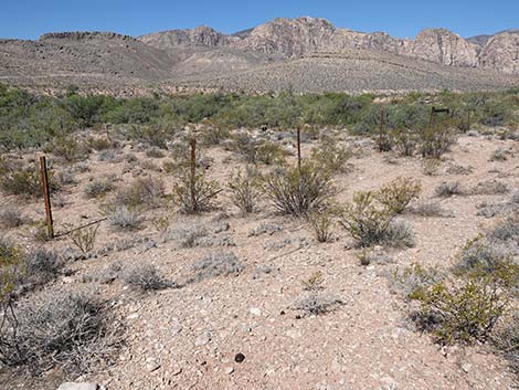 Matted Cholla (Opuntia parishii)