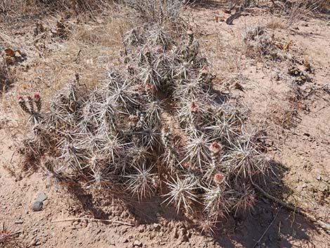 Matted Cholla (Opuntia parishii)