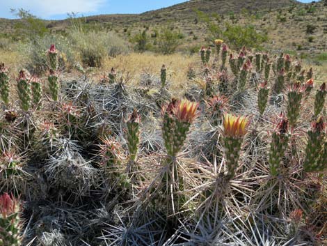 Matted Cholla (Opuntia parishii)