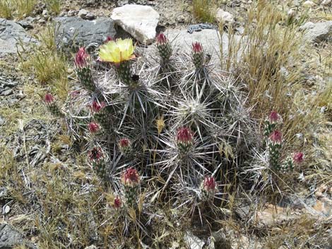 Matted Cholla (Opuntia parishii)