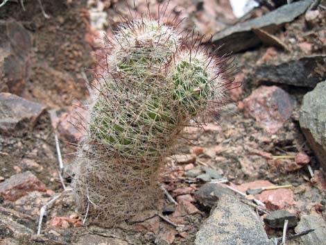 Graham's Nipple Cactus (Cochemiea grahamii)