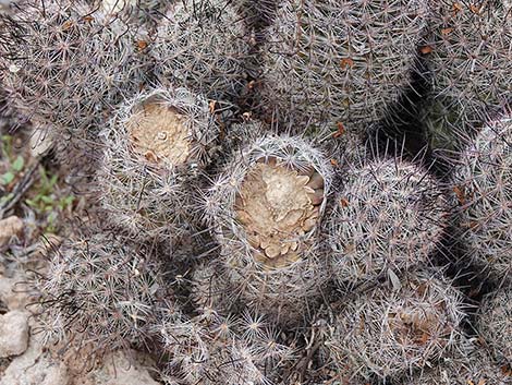 Graham's Nipple Cactus (Cochemiea grahamii)